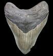 Serrated, Fossil Megalodon Tooth - Georgia #80067-1